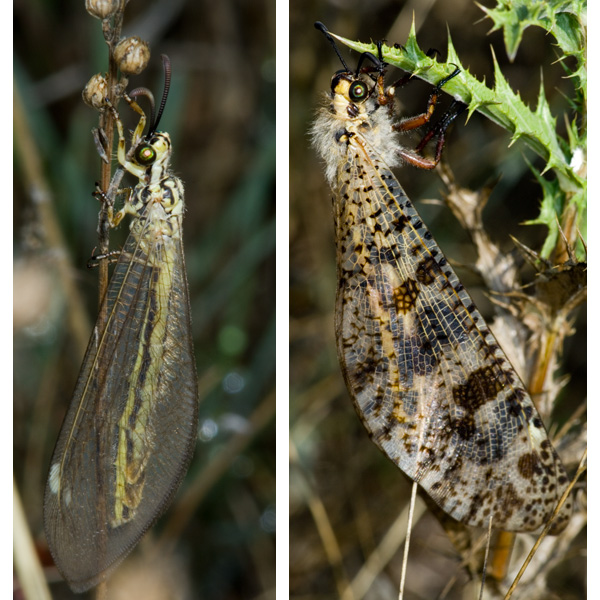 Femmina di Deleproctophylla australis